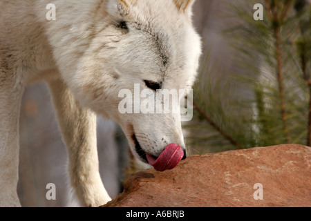 Legno bianco Wolf leccare il suo naso nel nord del Minnesota Foto Stock