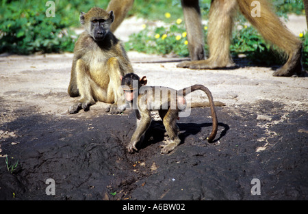 I babbuini famiglia al Parco Nazionale Chobe Botswana Foto Stock