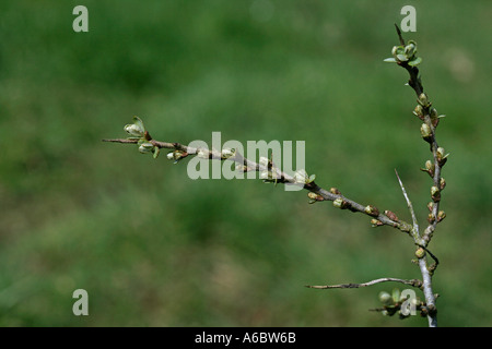 Bacche di olivello spinoso Hippophae rhamnoides nota Foto Stock