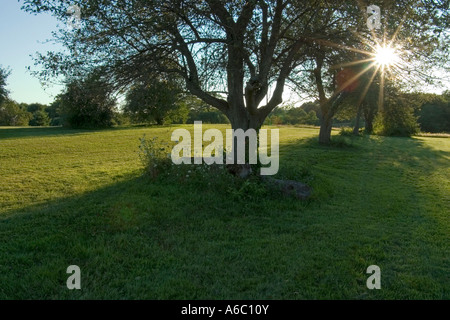 Paesaggio con i raggi del sole del tardo pomeriggio che brilla attraverso le foglie di un albero. Foto Stock