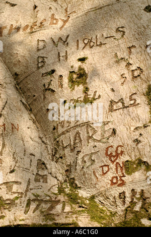 Corteccia di albero con temperino graffiti Foto Stock