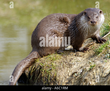 Otter sulla banca del fiume di British Centro faunistico Surrey Primavera 2007 Foto Stock