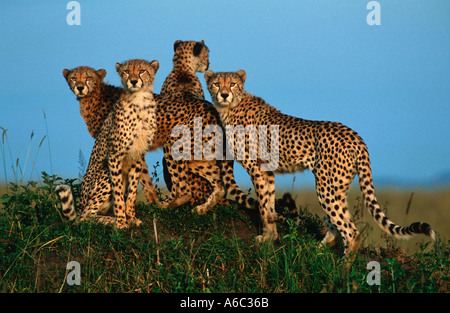 Ghepardo Acinonyx jubatus Madre con quasi pieno cresciuto cubs Masai Mara N R Kenya Africa Medio Oriente Foto Stock