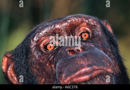Uno scimpanzé Pan troglodytes ritratto Zambia Africa centrale occidentale Foto Stock