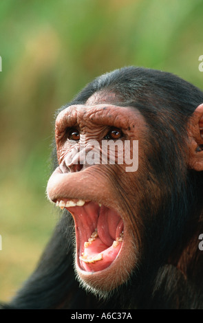 Uno scimpanzé Pan troglodytes paura grin gesto di sottomissione ad altri maschio dominante Chimfunshi scimpanzé orfanotrofio Zambia Foto Stock