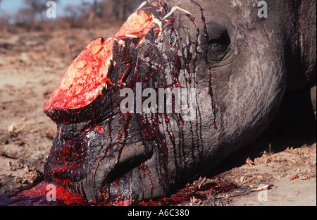 White Rhino Ceratotherium simum uccisi dai cacciatori di frodo per corno Sud Africa Foto Stock