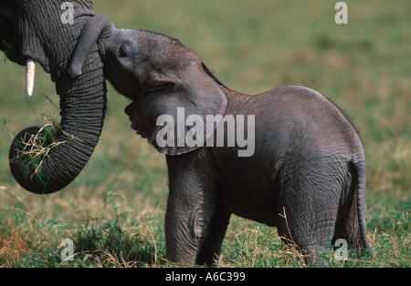 Elefante africano Loxodonta africana adulto mucca con vitello Amboseli National Park in Kenya Africa Subsahariana Foto Stock