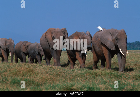 Elefante africano Loxodonta africana la matriarca conduce alla mandria composta di femmine e vitelli di Amboseli N P Kenya Foto Stock