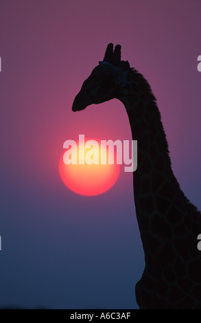 Sud della giraffa camelopardalis Giraffa subspp in silhouette contro sunrise Etosha N P Namibia Africa a sud dell'Equatore Foto Stock