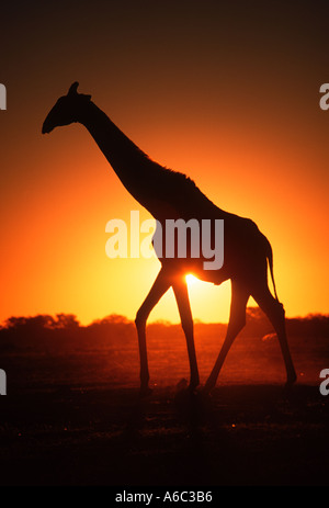 Sud della giraffa camelopardalis Giraffa subspp in silhouette contro il tramonto Etosha N P Namibia Africa a sud dell'Equatore Foto Stock