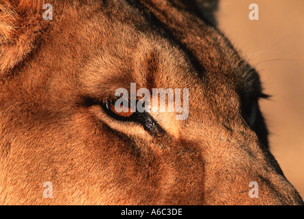 Lion Panthera leo Ritratto di una donna Africa Subsahariana Foto Stock