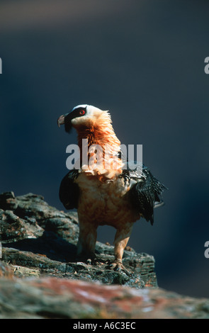 Gipeto Lammergeier Gypaetus barbatus adulto vulnerabile montagne Drakensberg Sud Africa Africa Asia Europa Foto Stock