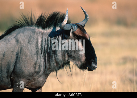 Blue Gnu Connochaetes taurinus Southern Africa orientale Foto Stock