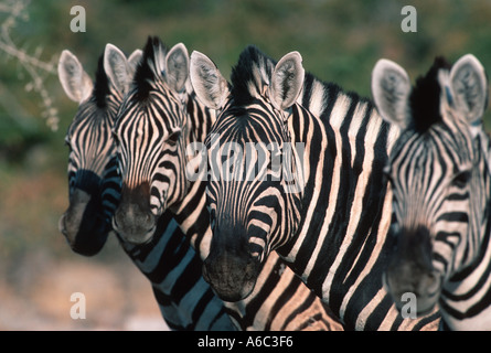 Burchell s zebra Equus burchelli gruppo zebre vivono in gruppi familiari di 5 a 20 animali Centrale Sud Africa orientale Foto Stock