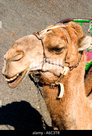 Lanzarote. Un cammello sorrisi come egli attende il suo turno a la Ruta de los Camellos giri in cammello nel Parco Nazionale di Timanfaya Foto Stock