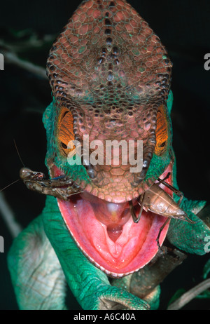 Parsons chamaeleon Calumma parsonii Chamaeleons nutrono principalmente di insetti Madagascar Madagascar orientale Foto Stock