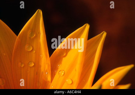 Dopo una doccia gocce di pioggia sulla sinistra i petali di un giallo fiore gazania Foto Stock