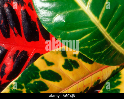 Il brillante e foglie colorate del croton (Codiaeum variegatum) Foto Stock