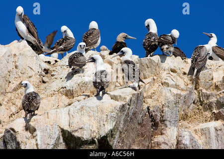 La fauna selvatica su Islas Ballestas in Perù Foto Stock