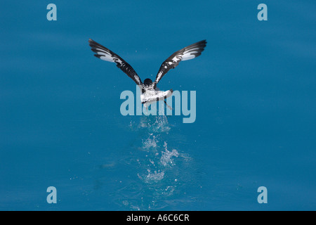 Pintado o cape petrel Daption capense decollo dalla superficie del mare della Georgia del Sud Antartide Gennaio 2007 Foto Stock