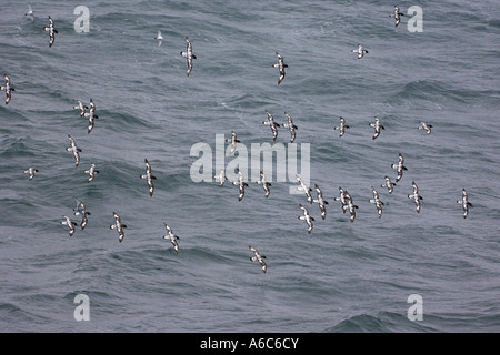 Pintado o cape petrel Daption capense gregge in volo a sud di Orkney Isles Antartide Gennaio 2007 Foto Stock