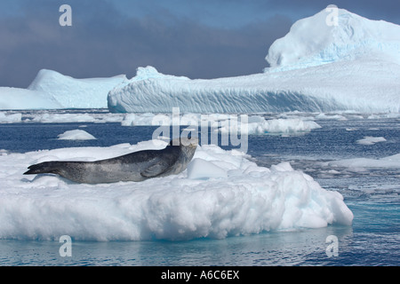 Guarnizione di Leopard Hydrurga leptonyx tirata fuori sul ghiaccio floe Laurie Island South Orkney Isles Antartide Gennaio 2007 Foto Stock