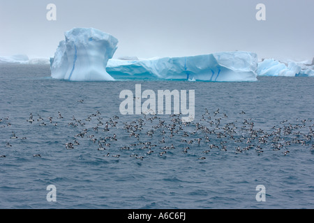 Alimentazione di gregge di pintado o Cape procellarie Daption capense Laurie Island South Orkney Isles Antartide Gennaio 2007 Foto Stock