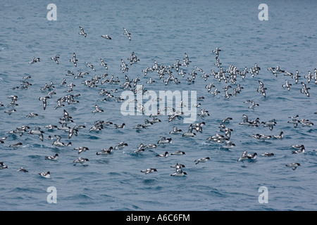 Alimentazione di gregge di pintado o Cape procellarie Daption capense Laurie Island South Orkney Isles Antartide Gennaio 2007 Foto Stock