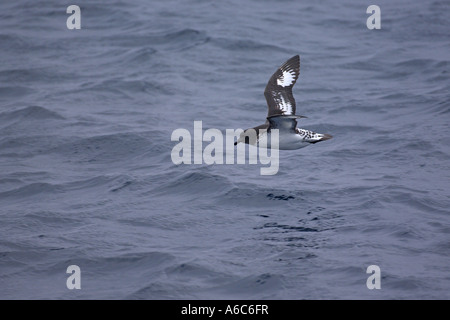 Pintado o Cape petrel Daption capense in volo oceano meridionale vicino a South Orkney Isles Antartide Gennaio 2007 Foto Stock