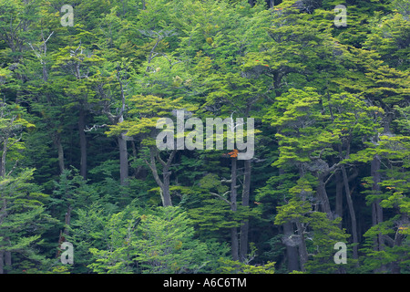 Lenga Nothofagus pumilio alberi in faggio australe foresta pluviale temperata Tierra del Fuego Parco Nazionale Argentina Janu Foto Stock