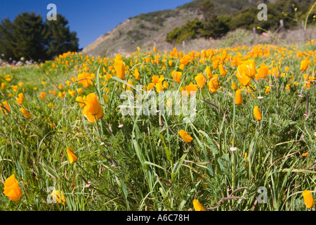 Papaveri lungo il lato della strada in California Foto Stock