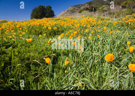 Papaveri lungo il lato della strada in California Foto Stock