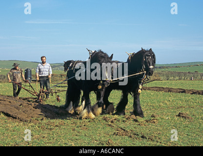 RHOSGOCH CEMAES ANGLESEY North Wales UK marzo due nero Shire cavalli tirando una vecchia tenuta in mano aratro Foto Stock