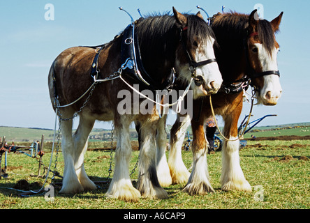 North Wales UK marzo due marrone e bianco Shire cavalli in appoggio alla fine di una riga Foto Stock