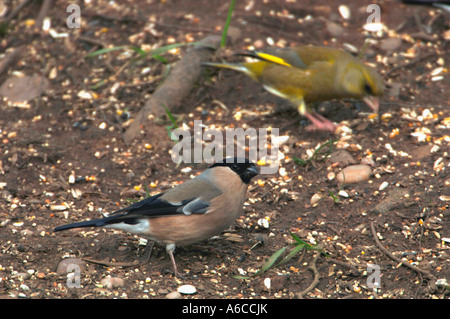 Bullfinch femmina e un maschio di verdone, mangiare semi sul terreno. Foto Stock