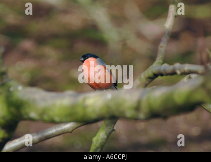 Bullfinch maschio appollaiato su un ramo di albero. (Pyrrhula pyrrhula). Foto Stock