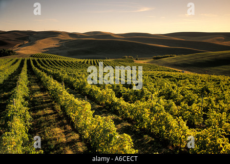 Righe di uve da vino a Spring Valley Vineyard con dolci colline e campi di grano in distanza Walla Walla Washington Foto Stock