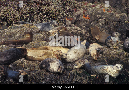 Le guarnizioni di tenuta del porto in appoggio sulle rocce al Strawberry Hill Edicola di stato sulla costa dell'Oregon Foto Stock