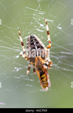 Giardino Spider 'Araneus diadematus' attaccare Wasp catturati nel Web UK Norfolk Foto Stock