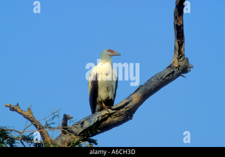 Palm Nut Vulture Gypohierax angolensis Uganda Africa orientale Foto Stock