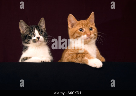 Due giovani gatti, fratello e sorella Foto Stock