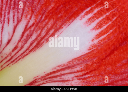 Close up abstract di un rosso Amaryllis petalo di fiore Foto Stock