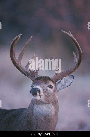 South Texas culbianco buck deer foto scattata in Choke Canyon State Park vicino a tre fiumi Texas Foto Stock