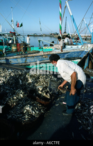 Il Pakistan Sind Karachi porto pesci uomo spalare il pesce sulla banchina Foto Stock