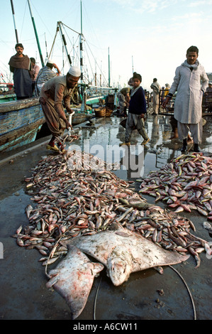 Il Pakistan Sind Karachi pesce raggi del porto e del pesce in fase di scarico sulla banchina Foto Stock