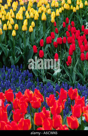 Il giardini KUKENHOFF crescere ogni genere di tulip immaginabili altre lampadine alberi di piante come pure i Paesi Bassi Foto Stock