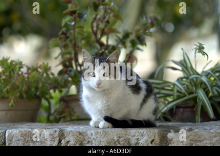 Una gatta calico pulizia di se stesso nel mezzo di una strada di ciottoli. Foto Stock