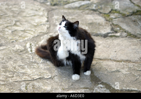 Una gatta calico pulizia di se stesso nel mezzo di una strada di ciottoli. Foto Stock