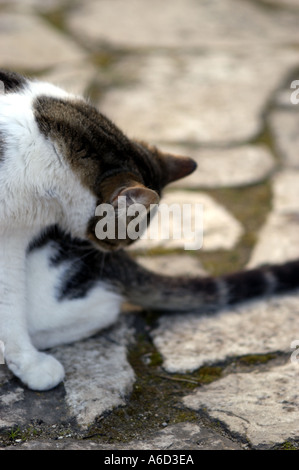 Una gatta calico pulizia di se stesso nel mezzo di una strada di ciottoli. Foto Stock