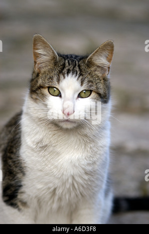 Una gatta calico pulizia di se stesso nel mezzo di una strada di ciottoli. Foto Stock